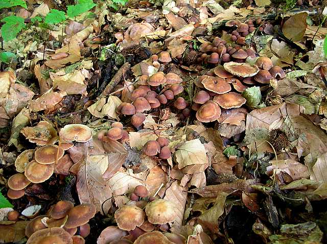 2005 :  Un anno di funghi